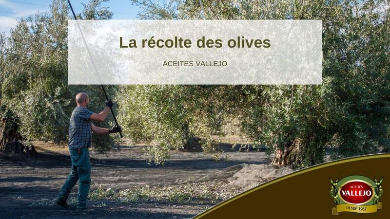 La récolte des olives