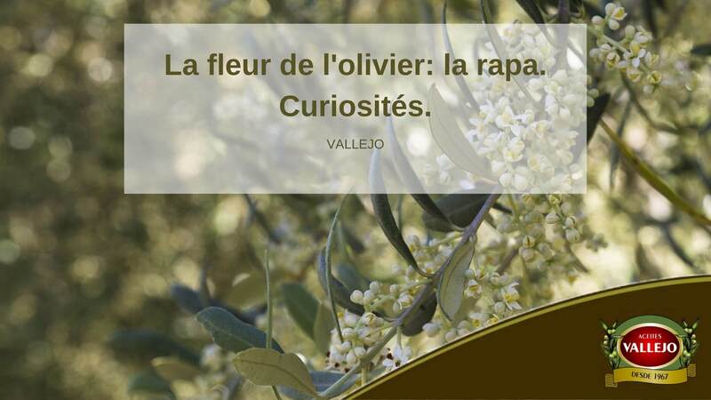 La fleur de l'olivier: la rapa. Curiosités.