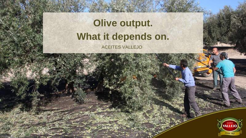 Olive output. What it depends on.