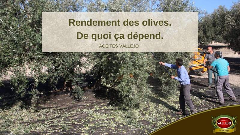 Rendement des olives. De quoi ça dépend.